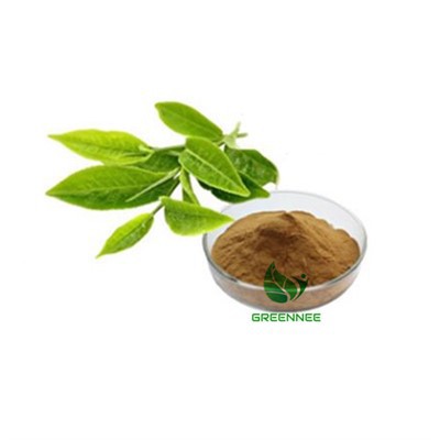 Green Tea Extrait polifenol 50% 98% EGCG 30% 50%